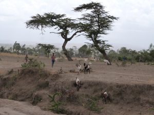 Česká republika poskytne pomoc Etiopii v souvislosti se závažnými dopady sucha