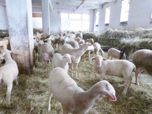 Srbští zemědělci se seznamují s prostředím českých farem