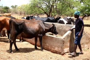 Project Appropriate and stable fodder production for dairy cattle on the small scale farms